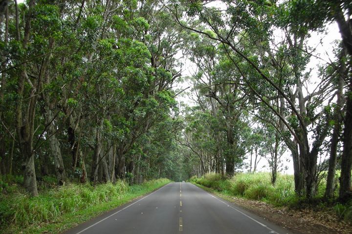 kauai-tree-tunnel.jpg