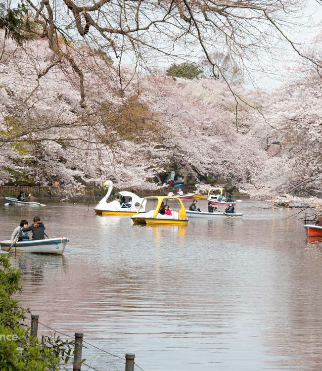 Inokashira_Park_Akihabara, Tokyo_resized.jpg