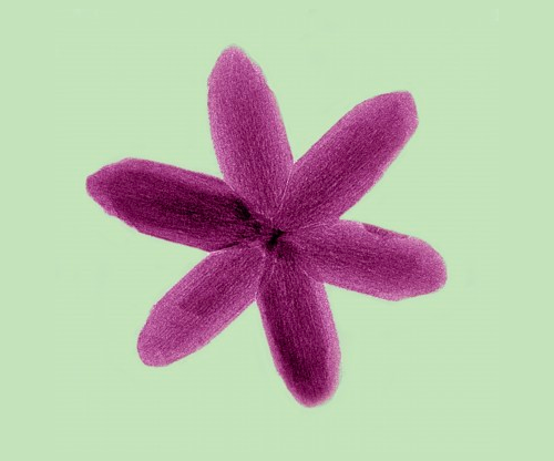 Flower-shaped Iron Oxide Nanoparticle.png