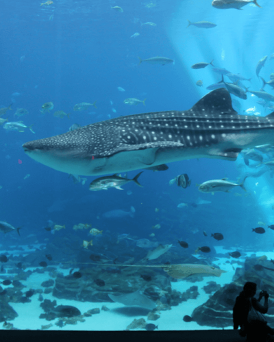 Whale Shark 1_1.png