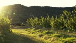 AravaipaFarmsOrchard_fields.jpeg