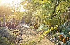 TusconBotanicalGardensDay.jpg