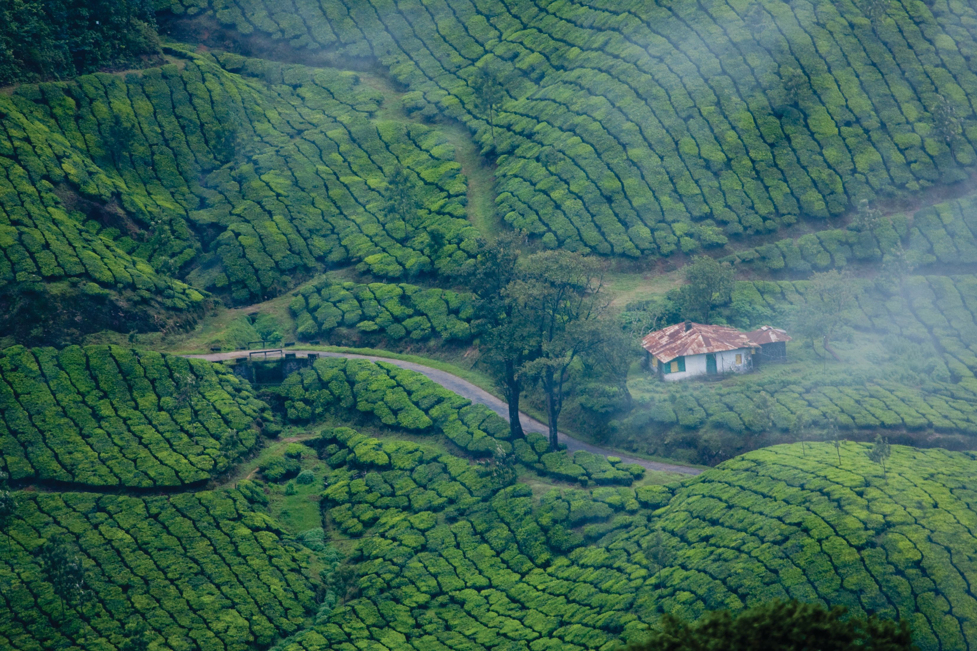 Local attraction_Thekkady.jpg